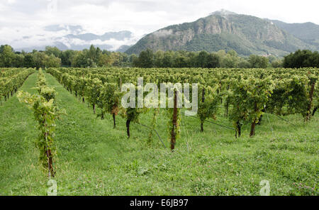 Vignes de chardonnay dans le vignoble de La montina Il Dosello dans le vin dans la région de Franciacorta, Lombardie, Italie du Nord. Banque D'Images