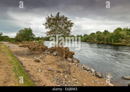 MORAY ECOSSE FINDHORN RIVIÈRE APRÈS UNE RÉCENTE INONDATION MONTRANT ÉRODÉ LES BANQUES ET LES DÉBRIS COINCÉS DANS LES ARBRES Banque D'Images
