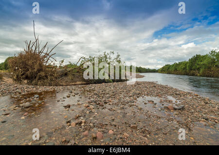 MORAY ECOSSE FINDHORN RIVIÈRE APRÈS UNE RÉCENTE INONDATION AVEC UN IMMENSE CHÊNE JETÉ SUR LES PIERRES DE LA BANQUE Banque D'Images
