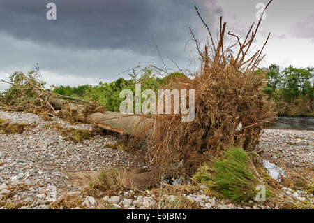 MORAY ECOSSE FINDHORN RIVIÈRE APRÈS UNE RÉCENTE INONDATION AVEC UN IMMENSE CHÊNE ARROSÉ ET JETÉ SUR LES PIERRES BORDANT LA BANQUE MONDIALE Banque D'Images