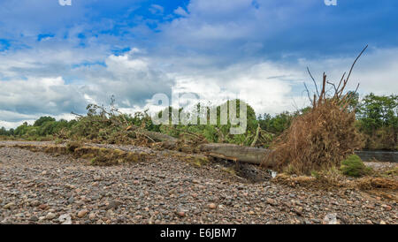 MORAY ECOSSE FINDHORN RIVIÈRE après une récente inondation détruit AVEC LES BANQUES ET D'UN IMMENSE CHÊNE REJETÉS SUR UNE ÎLE DE PIERRES Banque D'Images