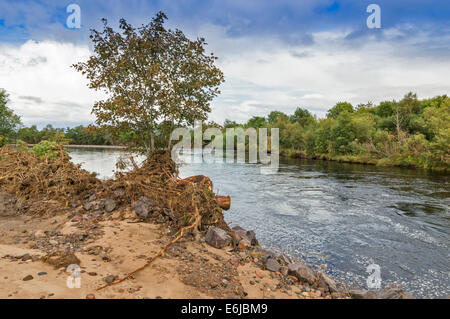 MORAY ECOSSE FINDHORN RIVIÈRE APRÈS UNE RÉCENTE INONDATION AVEC LA BANQUE LAVÉ ET DÉBRIS COINCÉS DANS DES ARBRES ET ARBUSTES Banque D'Images