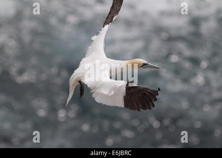 Fou de Bassan arrivant sur la terre sur les îles Saltee, Irlande Banque D'Images