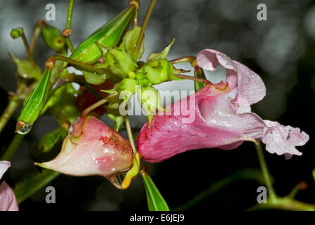 Les graines de fleurs et le casque de policier (Impatiens glandulifera), également connu sous le nom de Bobby Tops, Tops, cuivre (Impatiens glandulifera) Banque D'Images