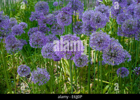 Un mélange de plantes poussant dans un allium border Banque D'Images