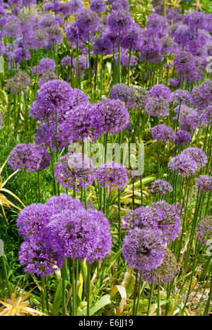 Un mélange de plantes poussant dans un allium border Banque D'Images