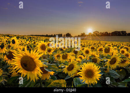 Coucher de soleil sur un champ de tournesol Banque D'Images