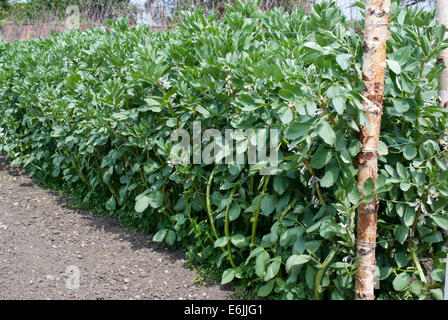 Potager fèves croissante Banque D'Images