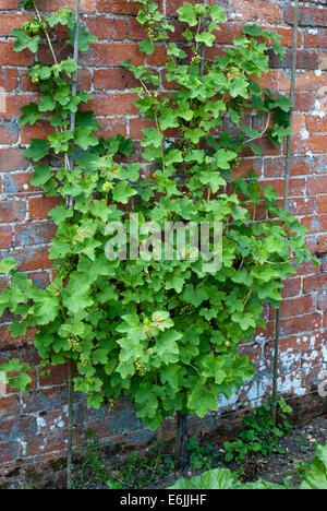 L'espalier fruits arbustes poussant dans un jardin clos pays Banque D'Images