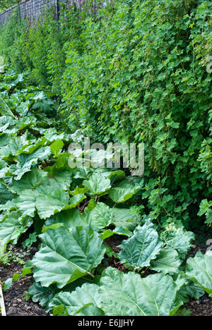 L'espalier fruits arbustes poussant dans un jardin clos pays Banque D'Images