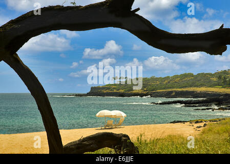 Parasol et branche d'arbre. Plage à Quatre Saisons, Lanai, Hawaii. Banque D'Images