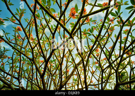 Frangipani ou plumaria bush avec des fleurs. Lanai, Hawaii. Banque D'Images