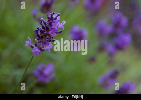 Close-up d'une seule tige de Lavande fleurs avec tiges à l'arrière-plan flou photographié à l'aide d'une grandeur macro lens en lumière douce. Banque D'Images