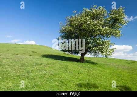 Un arbre d'aubépine solitaire plein de blanc de printemps fleur sur les pentes de Honey Hill près de Cold Ashby dans le Northamptonshire, Angleterre Banque D'Images