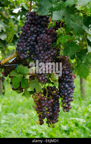 Grappe de raisin Chardonnay dans le vignoble de La montina Il Dosello dans le vin dans la région de Franciacorta, Lombardie, Italie du Nord. Banque D'Images