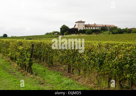 Vignoble de La montina Il Dosello dans le vin dans la région de Franciacorta, Lombardie, Italie du Nord. Banque D'Images