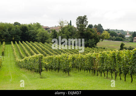 Vignoble de La montina Il Dosello dans le vin dans la région de Franciacorta, Lombardie, Italie du Nord. Banque D'Images