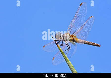 Close up of Dragon fly . Banque D'Images