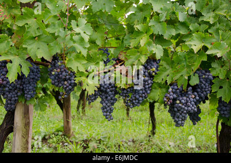 Grappe de raisin Chardonnay dans le vignoble de La montina Il Dosello dans le vin dans la région de Franciacorta, Lombardie, Italie du Nord. Banque D'Images