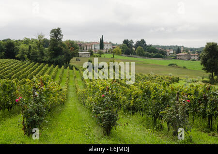 Vignoble de La montina Il Dosello dans le vin dans la région de Franciacorta, Lombardie, Italie du Nord. Banque D'Images