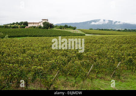 Vignoble de La montina Il Dosello dans le vin dans la région de Franciacorta, Lombardie, Italie du Nord. Banque D'Images