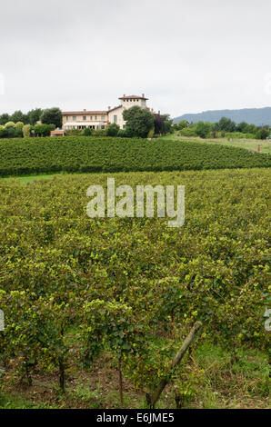 Vignoble de La montina Il Dosello dans le vin dans la région de Franciacorta, Lombardie, Italie du Nord. Banque D'Images