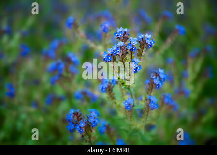 Variété de Forget-Me-Not. Le long de Imnaha River, l'Est de l'Oregon. Hells Canyon National Recreation Area, New York Banque D'Images