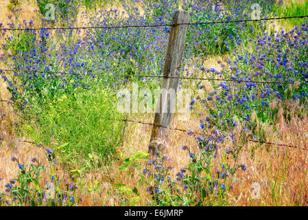 Variété de Forget-Me-Not et barbelés. Le long de Imnaha River, l'Est de l'Oregon. Hells Canyon National Recreation Area, Orego Banque D'Images