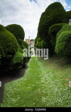 Chemin d'herbe à la recherche le long de la grande haie d'if doubles en connu sous le nom de "couverture" de l'éléphant au château de Rockingham, Northamptonshire, Angleterre Banque D'Images