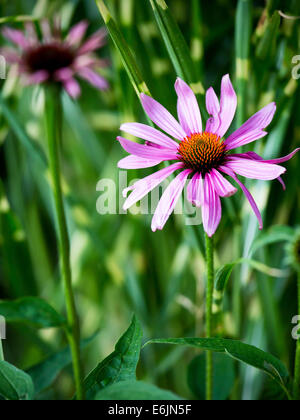 Échinacée pourpre gros plan de fleur (fleur cône ) Banque D'Images