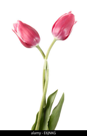 Valse des fleurs. Deux tulip isolé sur fond blanc Banque D'Images