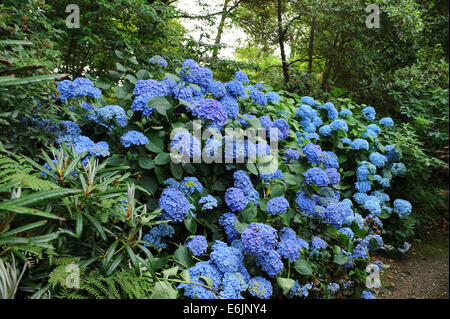 Arbuste à fleurs d'Hydrangea à l'abbaye de Hartland, entre Bideford et Bude, sur la côte atlantique du nord de Devon, Angleterre, Royaume-Uni Banque D'Images