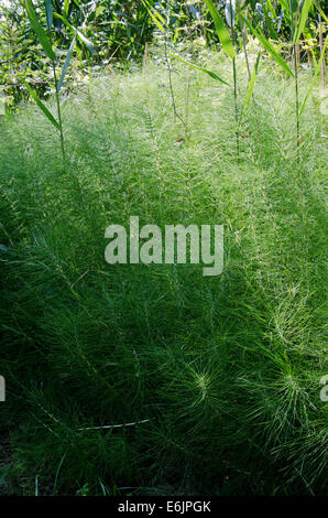 La prêle des champs, la prêle commune ou Mare's tail, Equisetum arvense, Lombardie, Italie. Banque D'Images