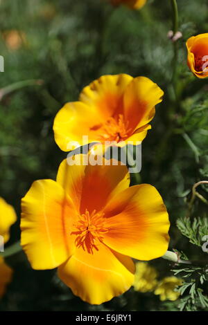 Le Namaqualand fleurs de printemps à Velddrif, côte ouest, Afrique du Sud Banque D'Images