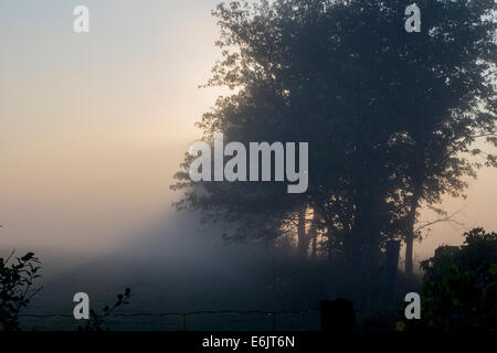 Lever tôt le matin sur une ferme avec le soleil derrière un arbre en streaming Banque D'Images