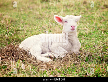 Un agneau suffolk blanc allongé dans l'herbe Banque D'Images