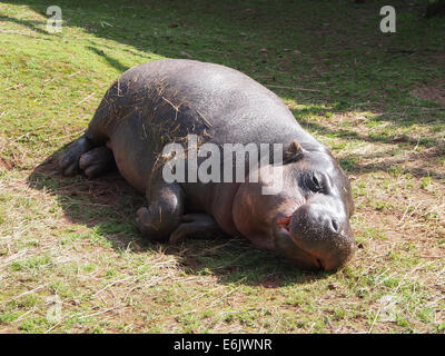 Un hippopotame pygmée dormir au soleil au sud Lacs Zoo Safari, Cumbria, Angleterre Banque D'Images