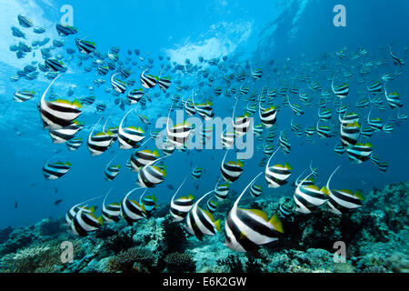 L'École de la scolarité Bannerfish (Heniochus diphreutes) sur un récif de corail, de l'Océan Indien, l'Atoll de Malé Sud, Embudu, Maldives Banque D'Images