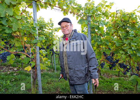 Vigneron debout dans sa vigne au cours de la vendange, Stuttgart, Bade-Wurtemberg, Allemagne Banque D'Images