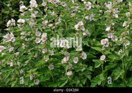 Marsh Mallow - Althaea officinalis trouvés sur la côte de North Somerset Banque D'Images