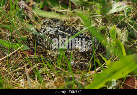 Crapaud calamite - Epidalea calamita, anciennement Bufo calamita Banque D'Images