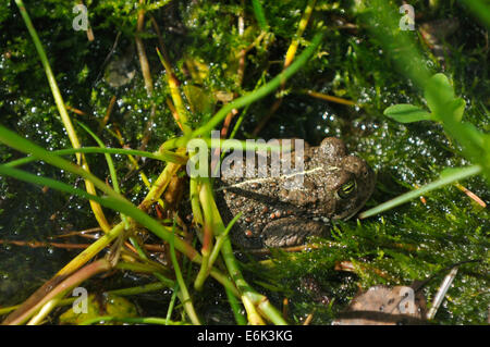 Crapaud calamite - Epidalea calamita, anciennement Bufo calamita Banque D'Images