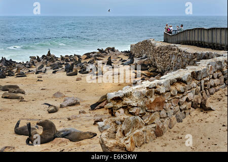 Les Otaries à fourrure brun ou du Cap (Arctocephalus pusillus) sur la plage, Cape Cross, région d'Erongo, Namibie Banque D'Images