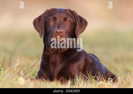 Chocolate Labrador Retriever, chien allongé dans l'herbe, Allemagne Banque D'Images