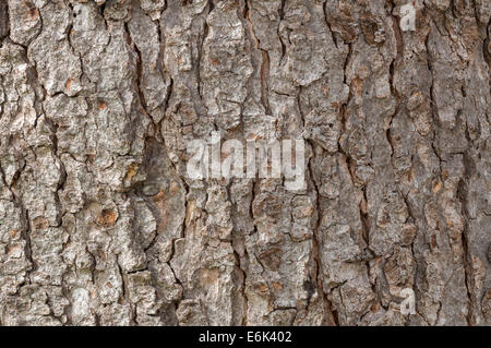 Écorce d'un érable sycomore (Acer pseudoplatanus), Palm Garden, Frankfurt am Main, Hesse, Allemagne Banque D'Images