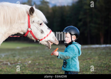 Jeune enfant portant un casque l'alimentation d'un poney, gris, Tyrol, Autriche Banque D'Images