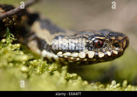 L'additionneur européen commun (Vipera berus), Basse-Saxe, Allemagne Banque D'Images