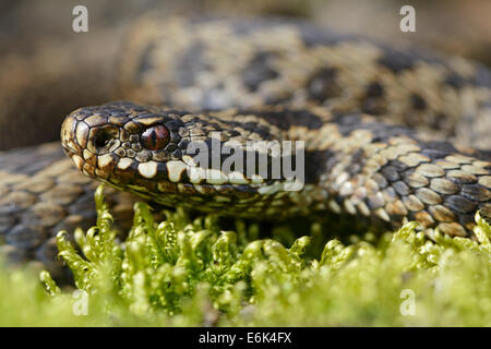 L'additionneur européen commun (Vipera berus), Basse-Saxe, Allemagne Banque D'Images