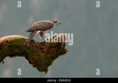 L'Autour des palombes (Accipiter gentilis), perché sur une souche d'arbre couverts de mousse, Tyrol, Autriche Banque D'Images