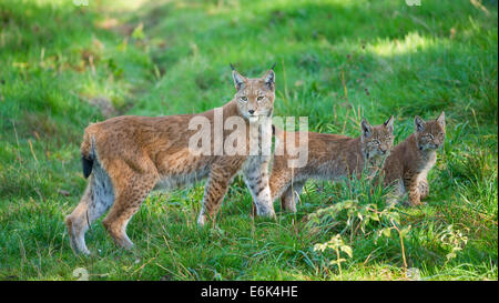 Lynx Boréal ou le lynx (Lynx lynx), femme avec les chatons, captive, Basse-Saxe, Allemagne Banque D'Images